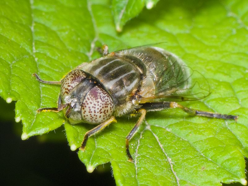 Eristalinus aeneus (Scopoli, 1763)